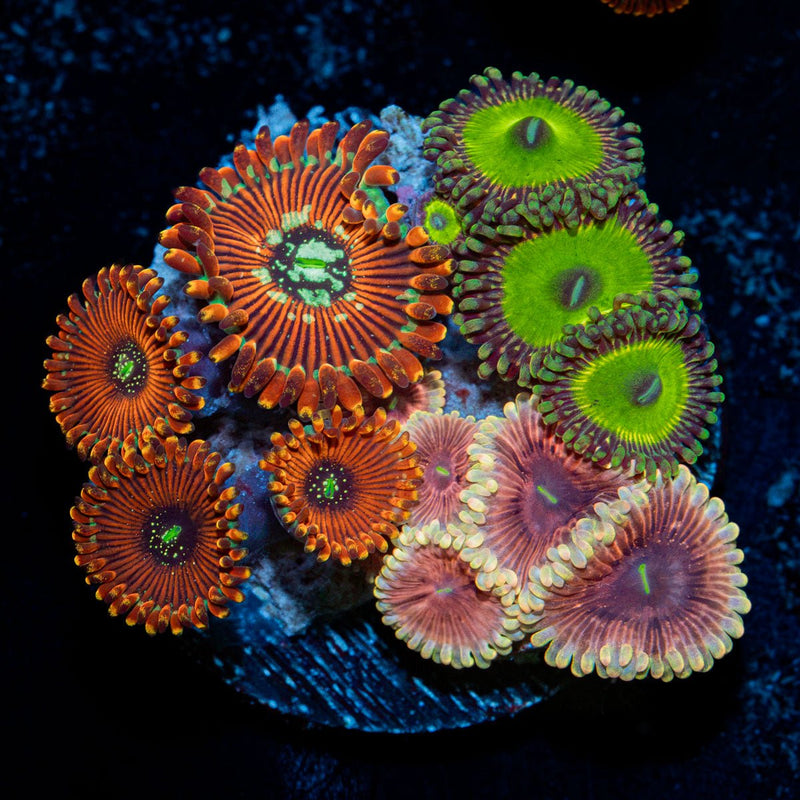 Zoanthid Combo colony growth in reef aquarium environment