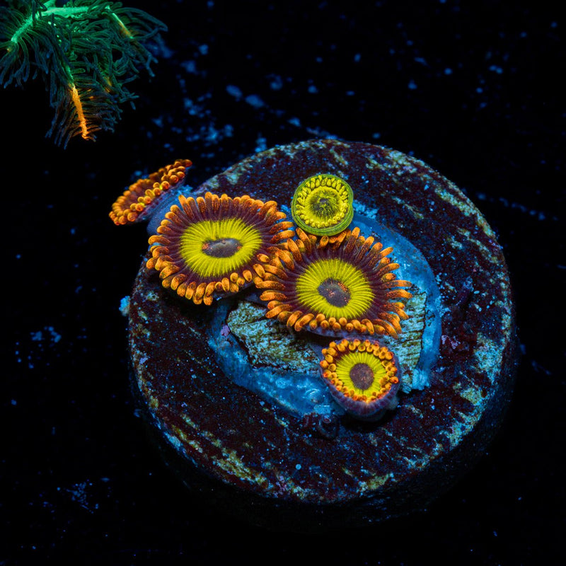 Zoanthid Combo