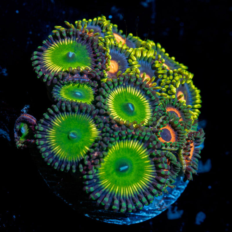 Zoanthid Combo plug Coral with colony growth in reef aquarium