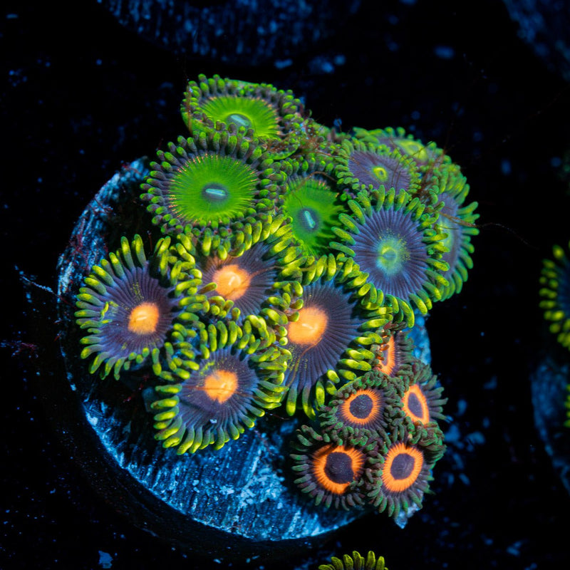 Zoanthid Combo plug Coral with colony growth in reef aquarium
