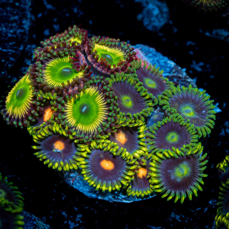 Zoanthid Combo plug Coral with colony growth in reef aquarium