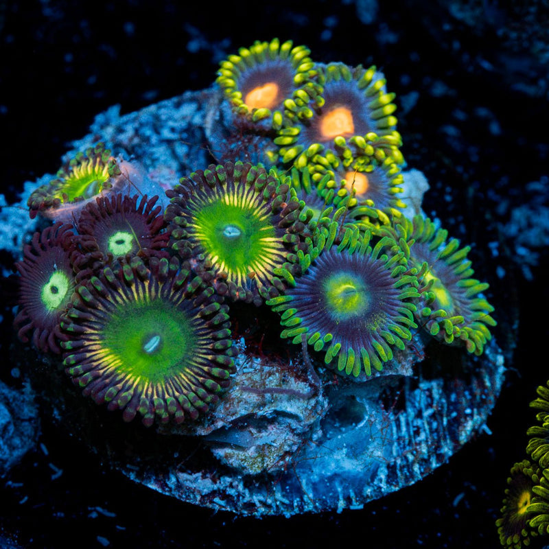 Zoanthid Combo plug Coral with colony growth in reef aquarium