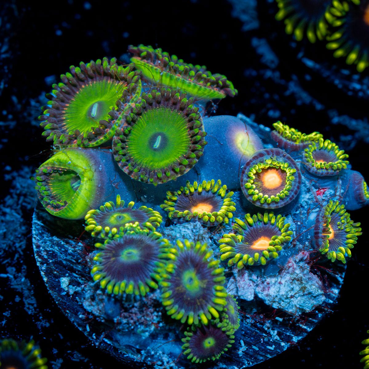 Zoanthid Combo plug Coral with colony growth in reef aquarium