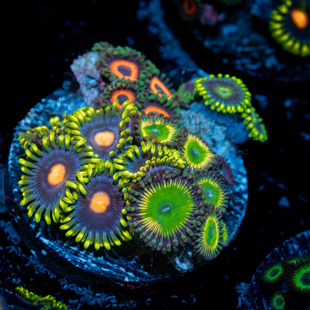 Zoanthid Combo plug Coral with colony growth in reef aquarium