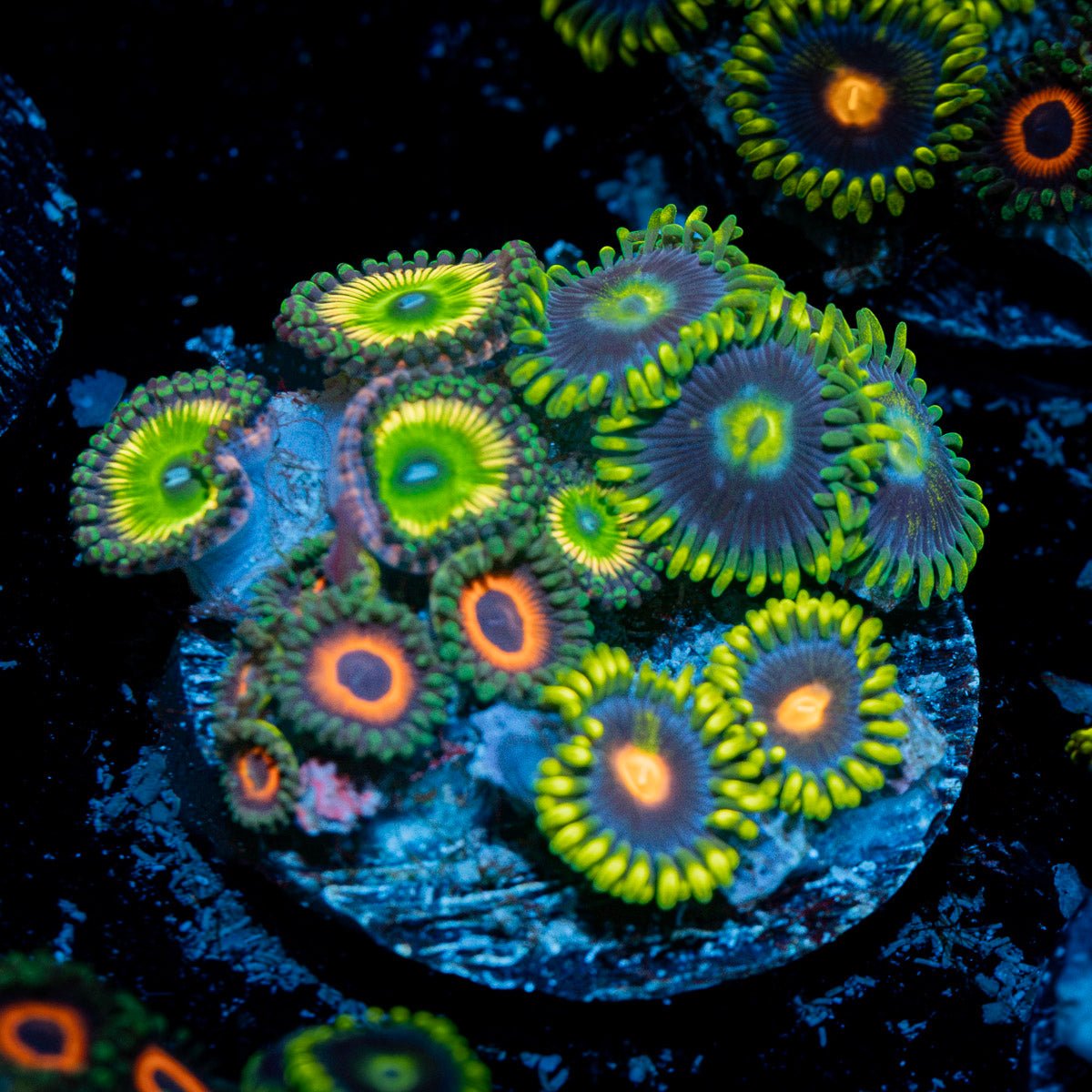 Zoanthid Combo plug Coral with colony growth in reef aquarium