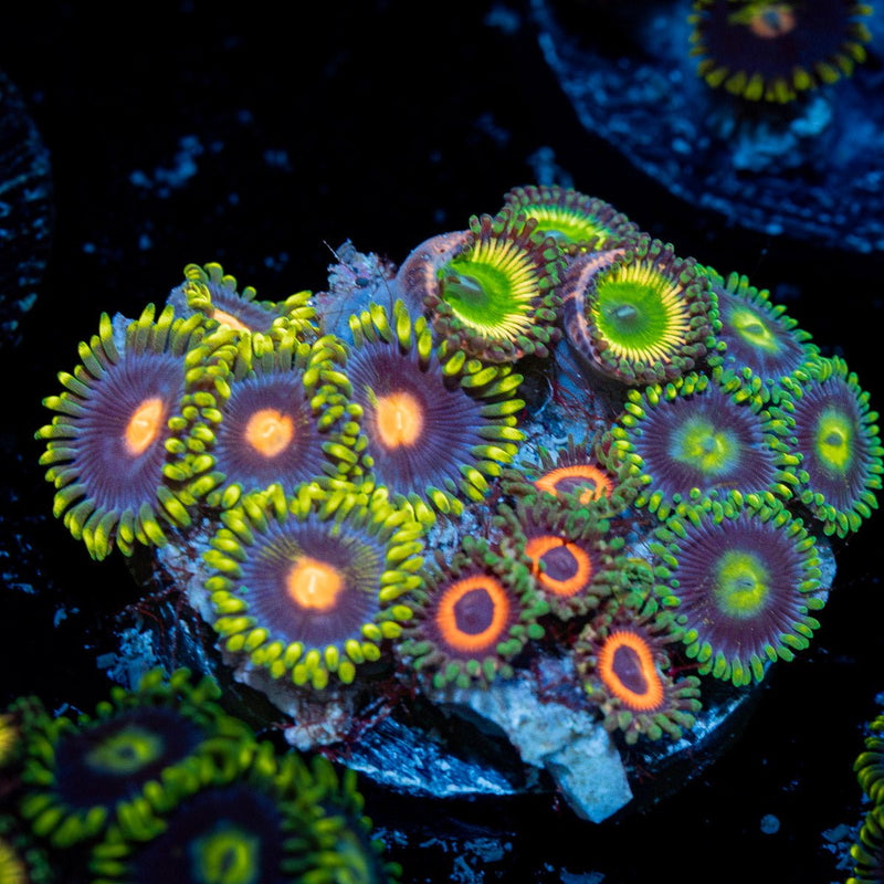 Zoanthid Combo plug coral with colony growth in reef aquarium
