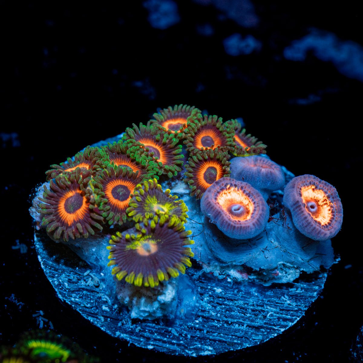 Zoanthid Combo plug Coral with colony growth in reef aquarium