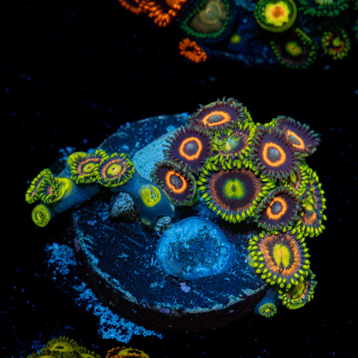 Zoanthid Multi Coral colony growth in reef aquarium