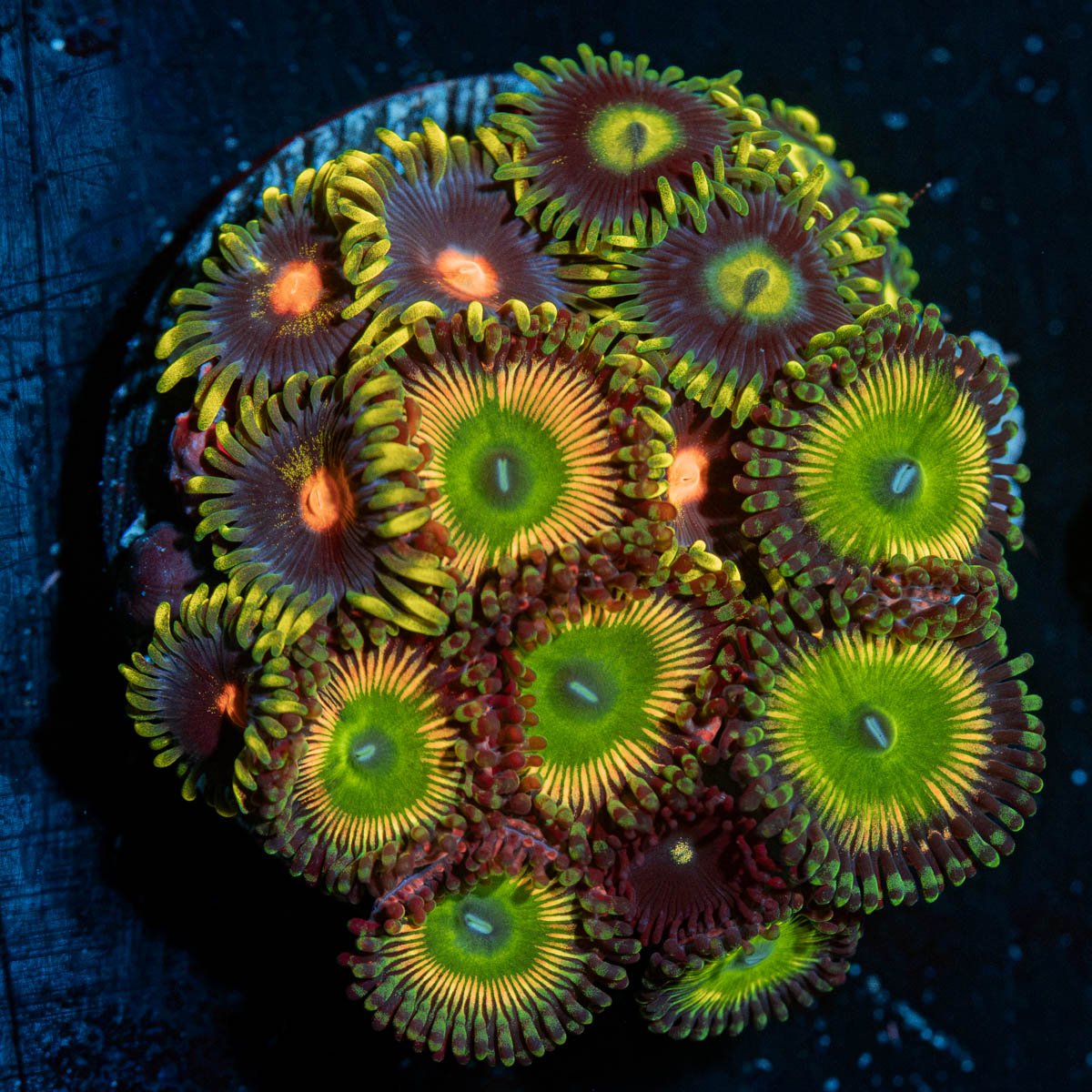 Zoanthid Multi Plug Coral