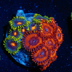 Zoanthid Multi Plug Coral