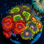 Zoanthid Multi Plug Coral