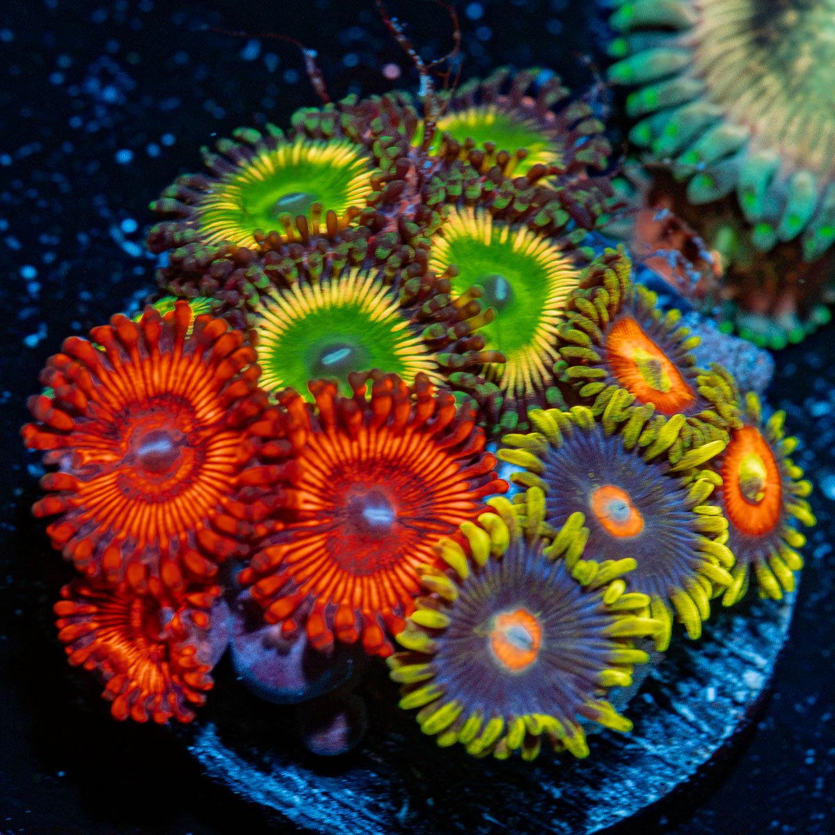 Zoanthid Multi Plug Coral