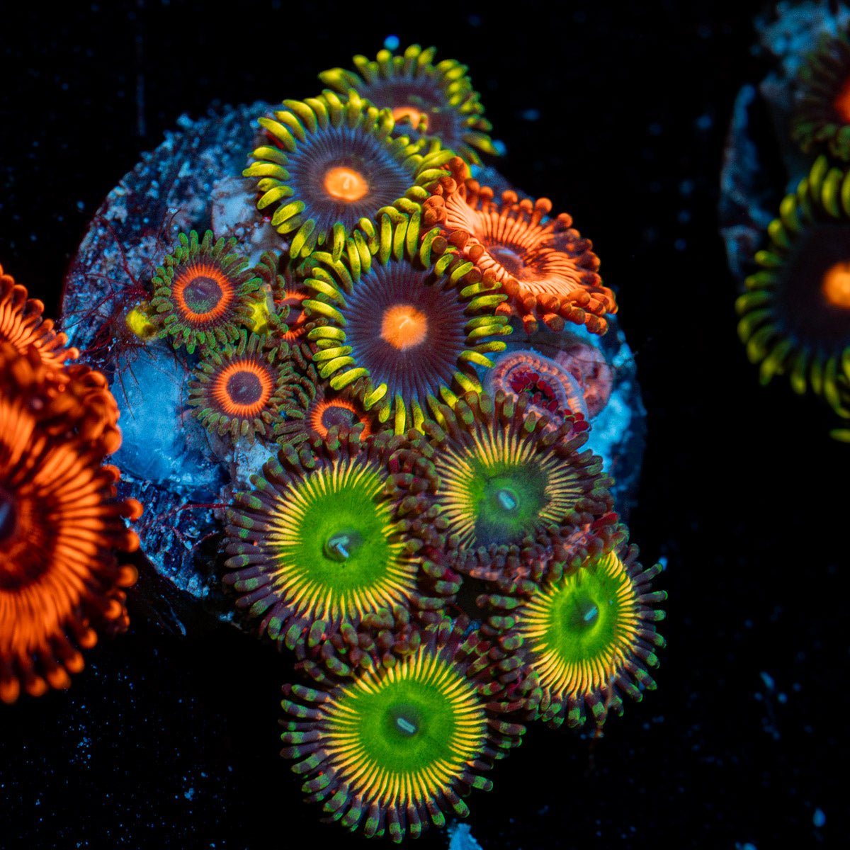 Zoanthid Multi Plug Coral