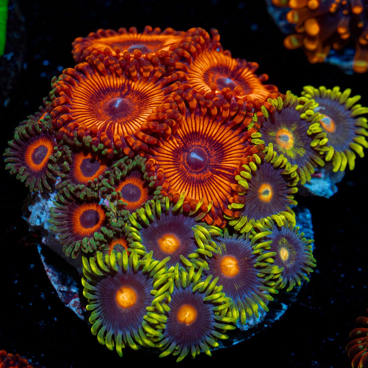 Zoanthid Multi Plug Coral
