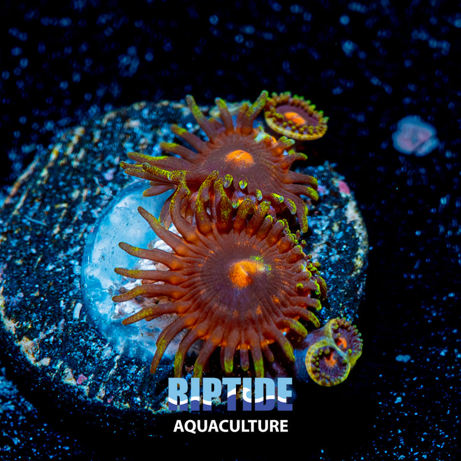 6 Shooter Zoanthid
