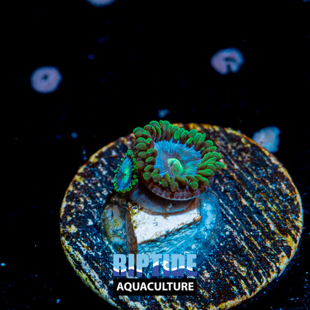 Miami Vice Zoanthid