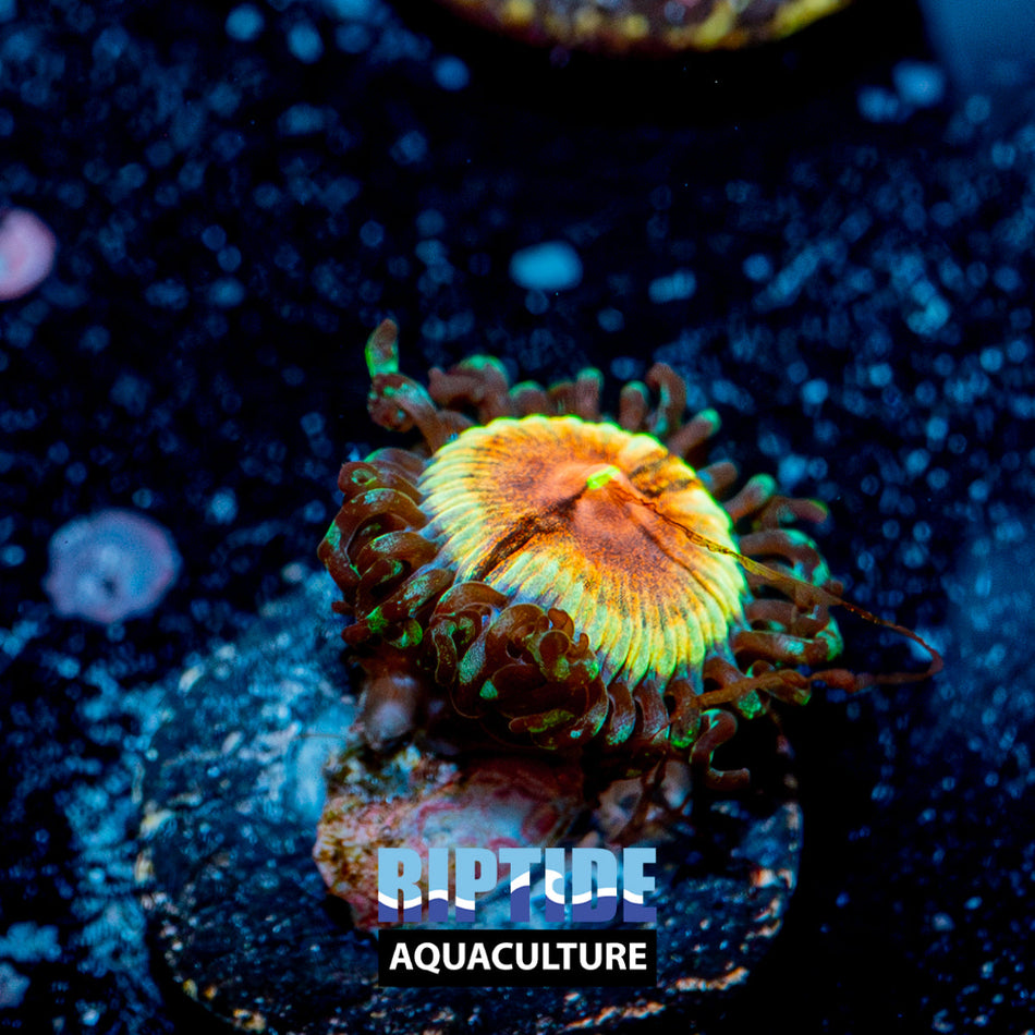 Angry Birds zoanthid