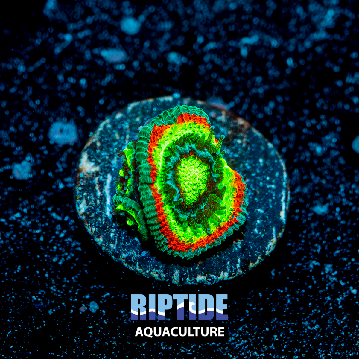 Holy Grail Micromussa/acan 