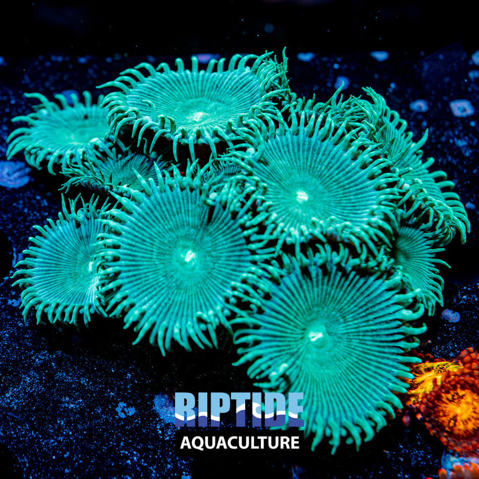 Green Death Paly zoanthid