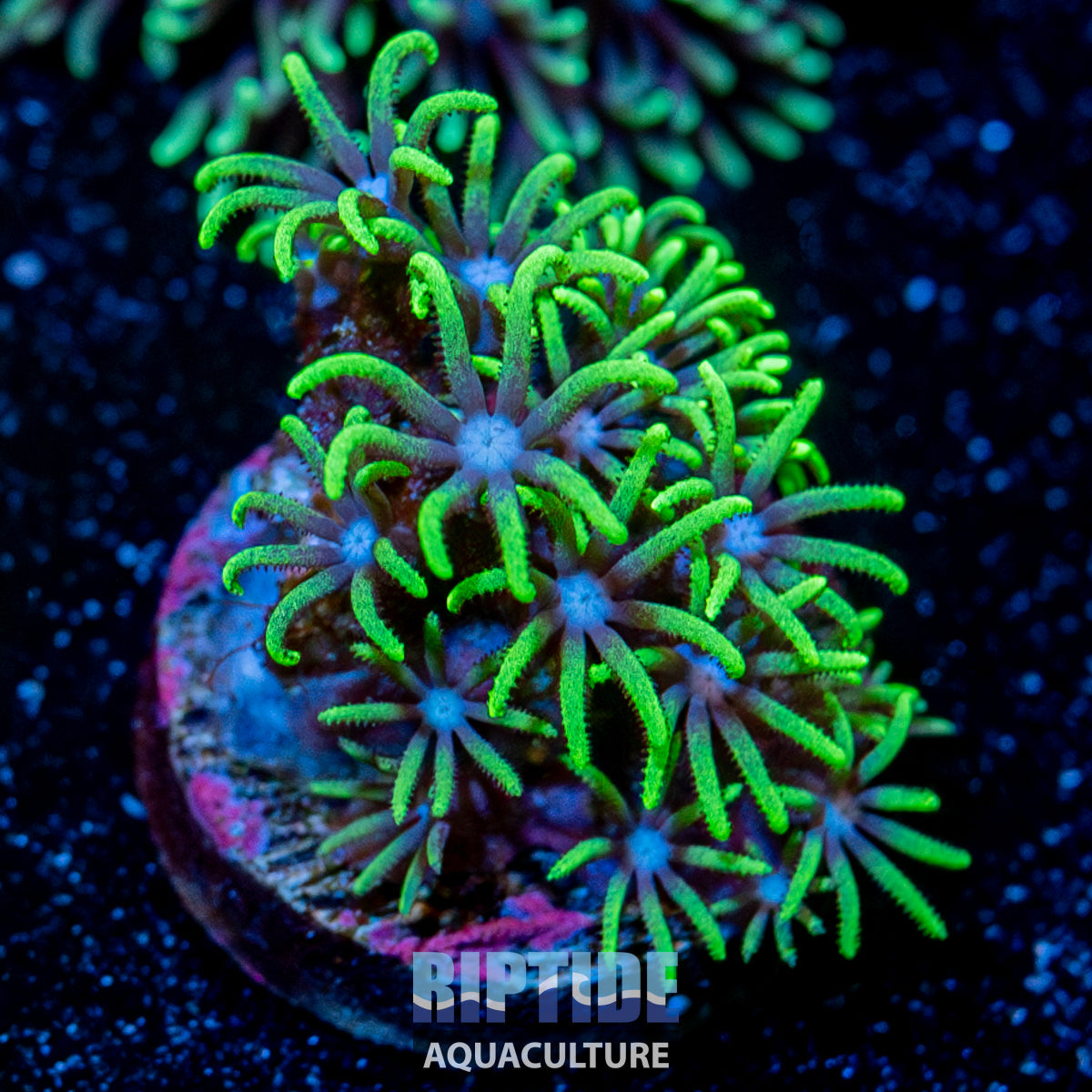 Green Star Polyps