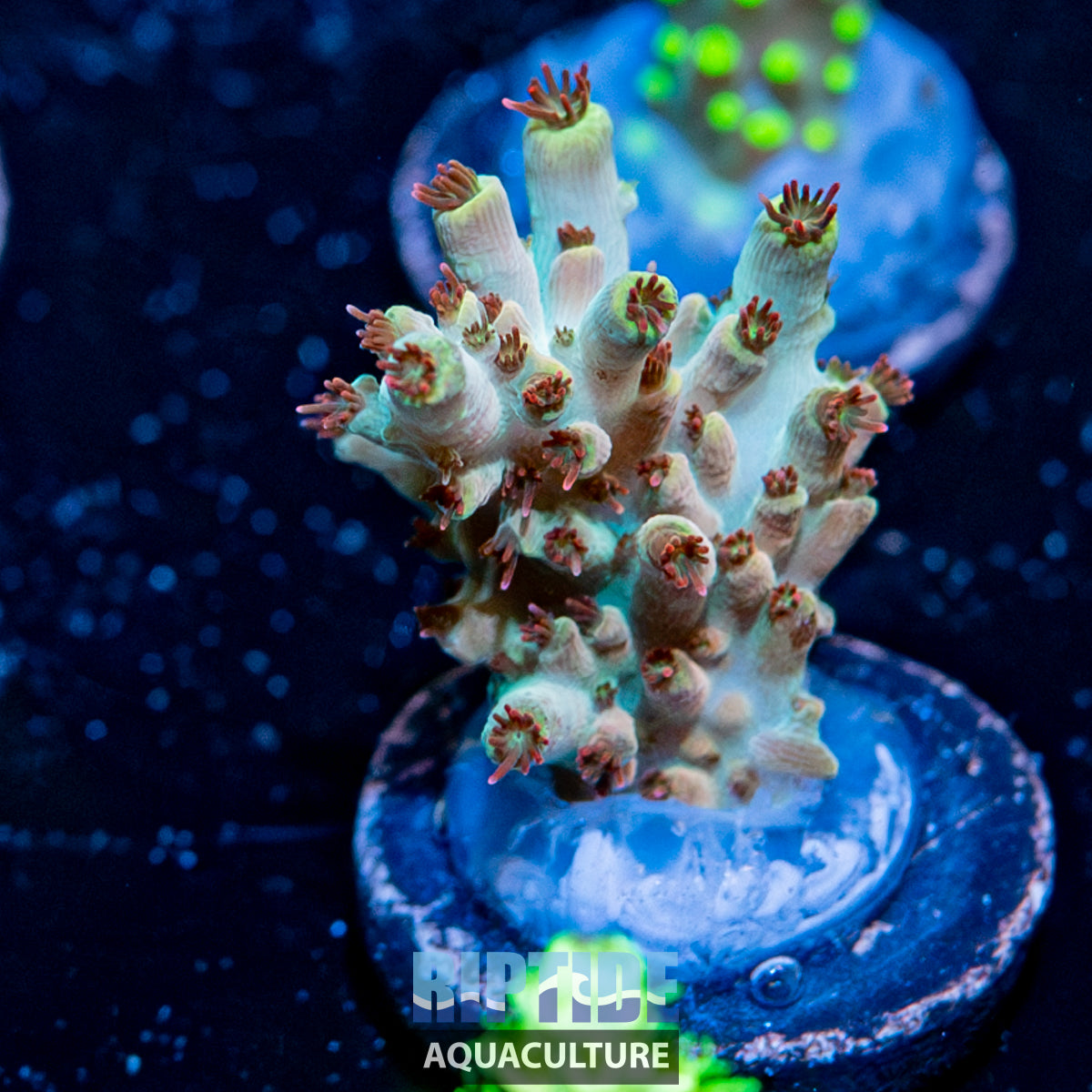 Speed Force Acropora
