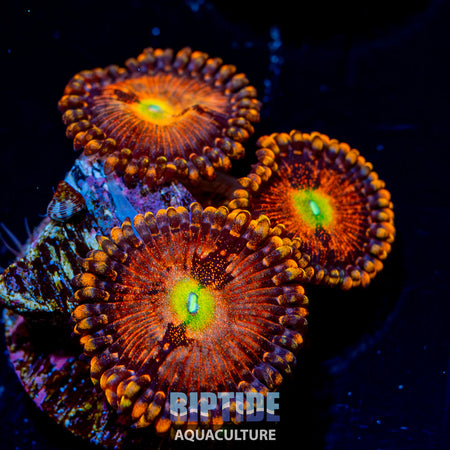 Halle Berry Zoanthid