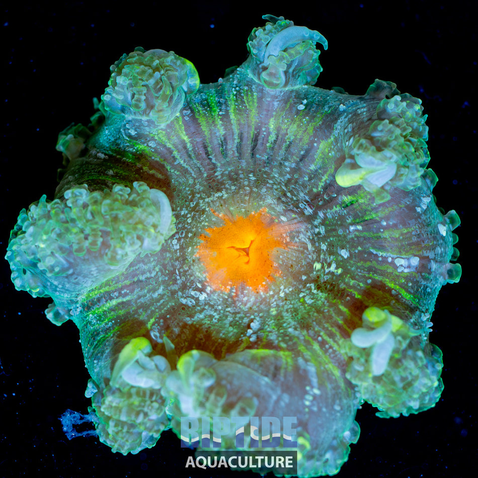 LG Rock Flower Anemone