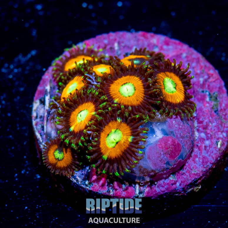 scare crows Zoanthid