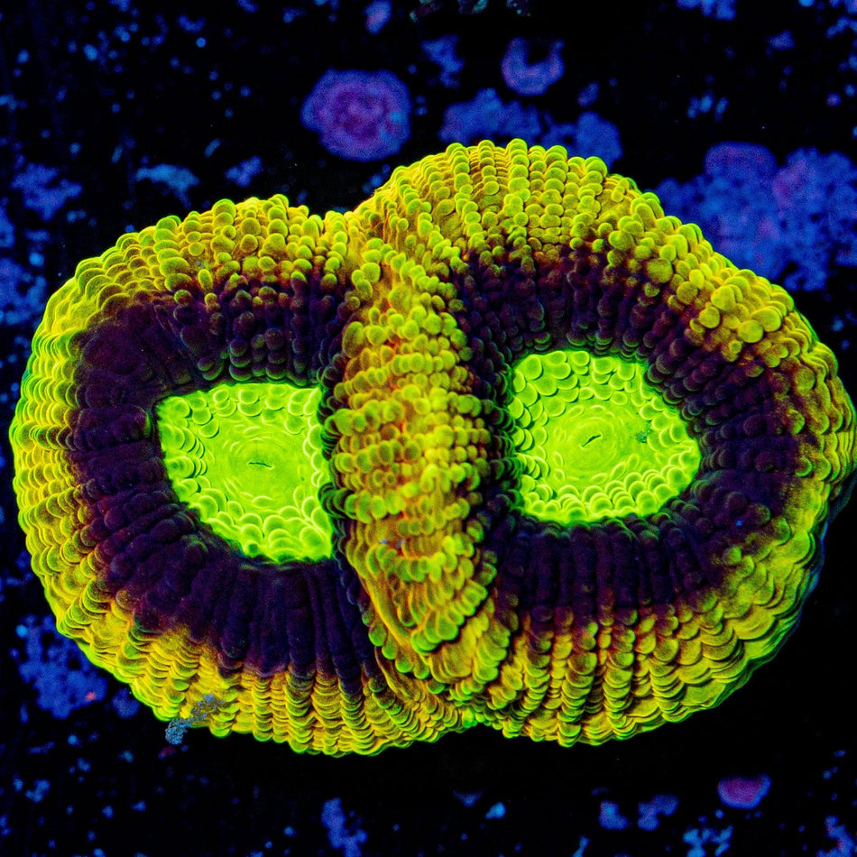 Dragon Soul Favia - riptide aquaculture llc