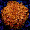 RTA Bling Bling Cyphastrea - riptide aquaculture llc
