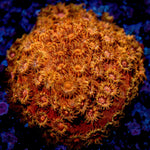 RTA Bling Bling Cyphastrea - riptide aquaculture llc