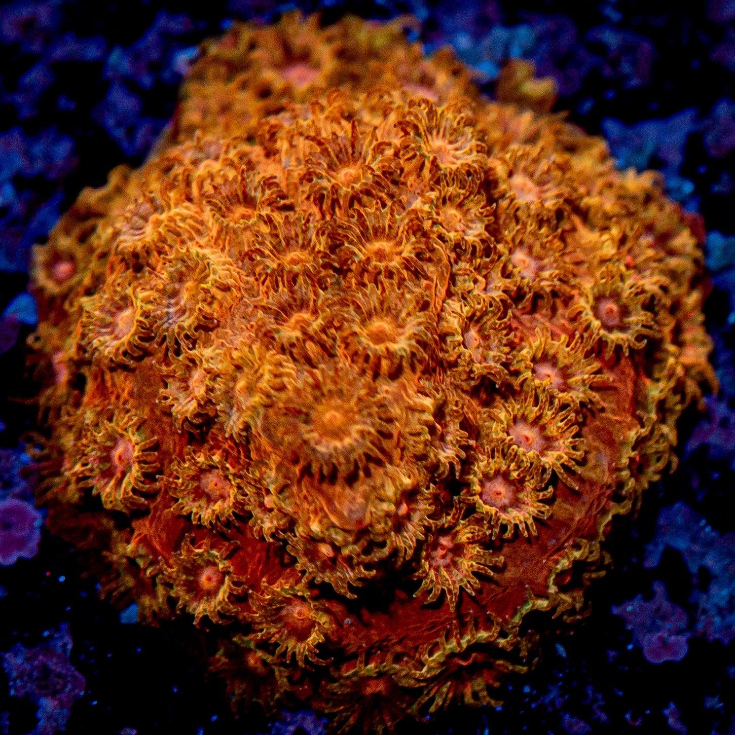RTA Bling Bling Cyphastrea - riptide aquaculture llc