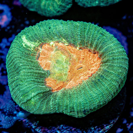 RTA Gi-Joe Favia - riptide aquaculture llc