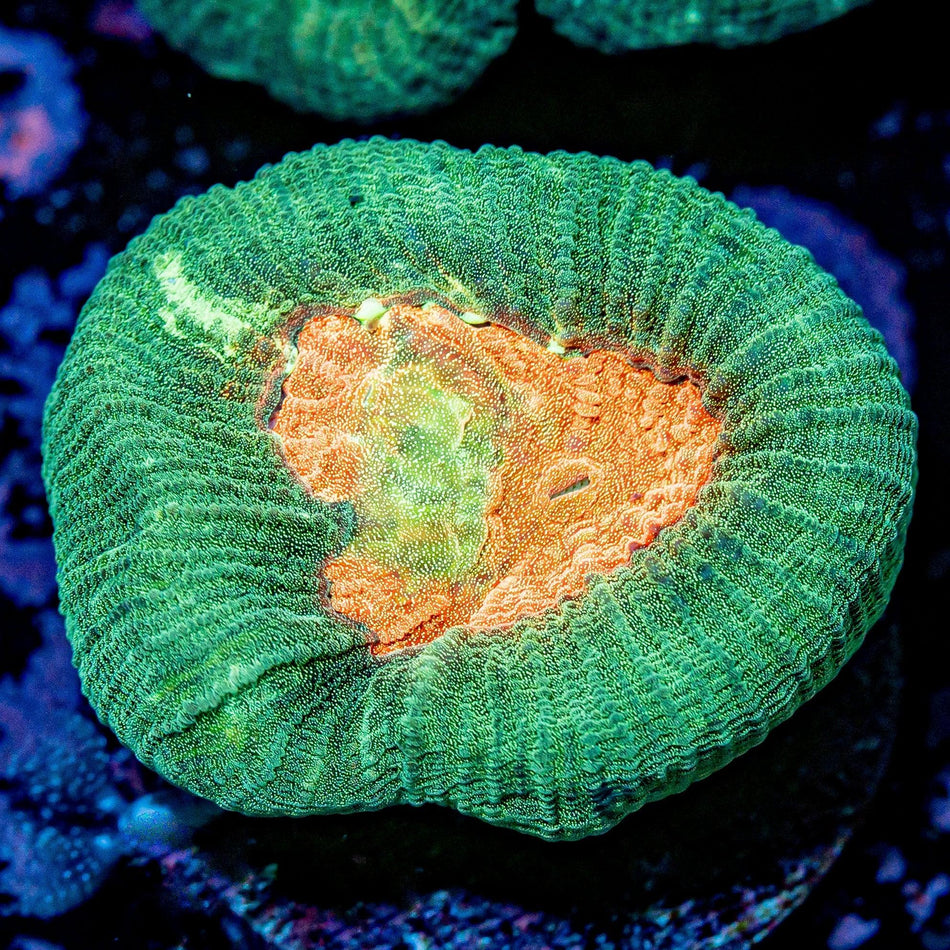 RTA Gi-Joe Favia - riptide aquaculture llc