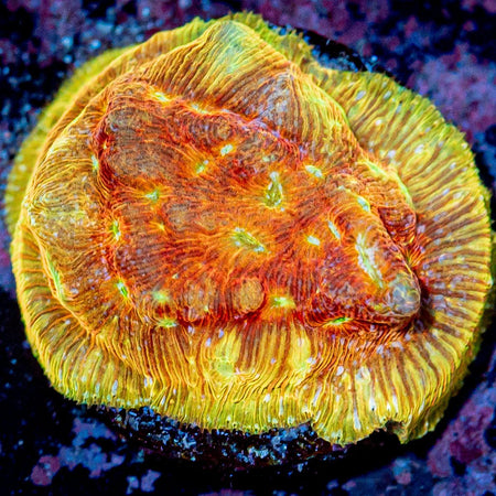 Jason Fox Kelpto Leptoseris - riptide aquaculture llc