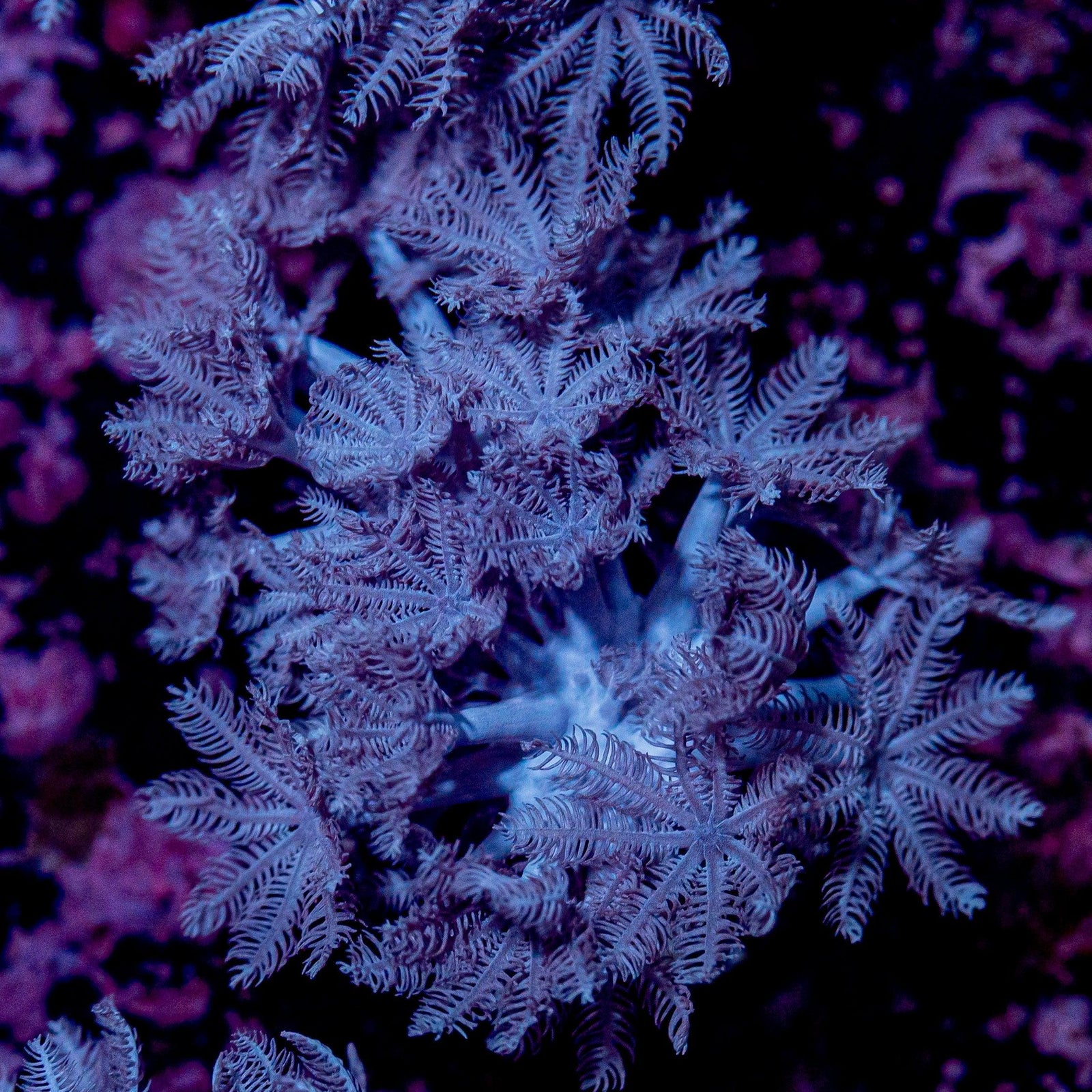 Pulsing Xenia