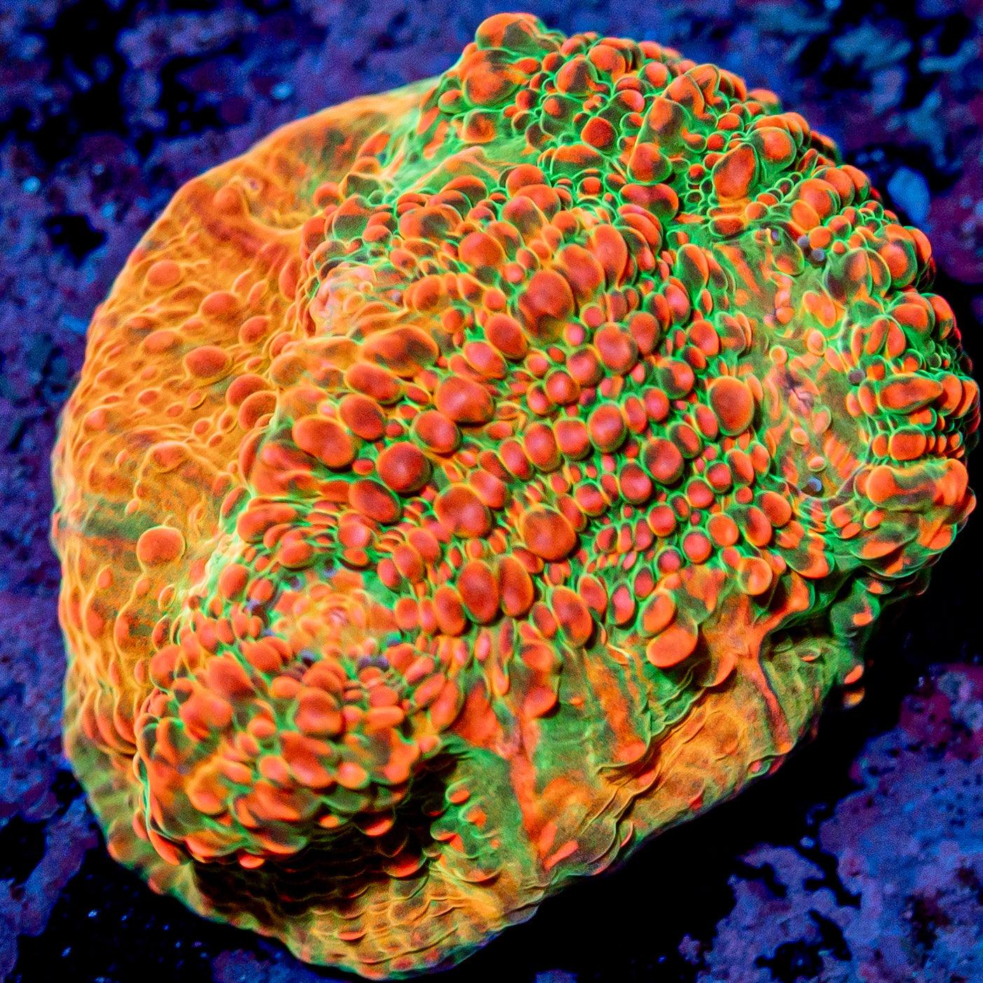 RTA Psychedelics Chalice - riptide aquaculture llc