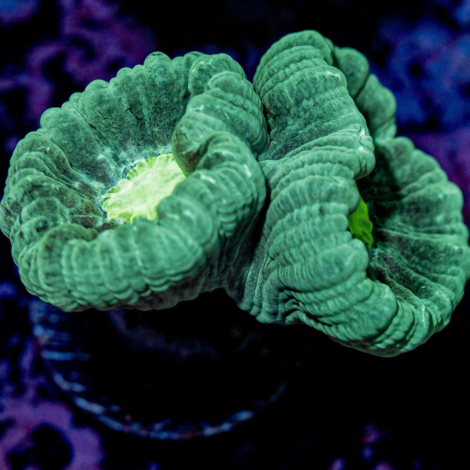 Teal Trumpets - riptide aquaculture llc