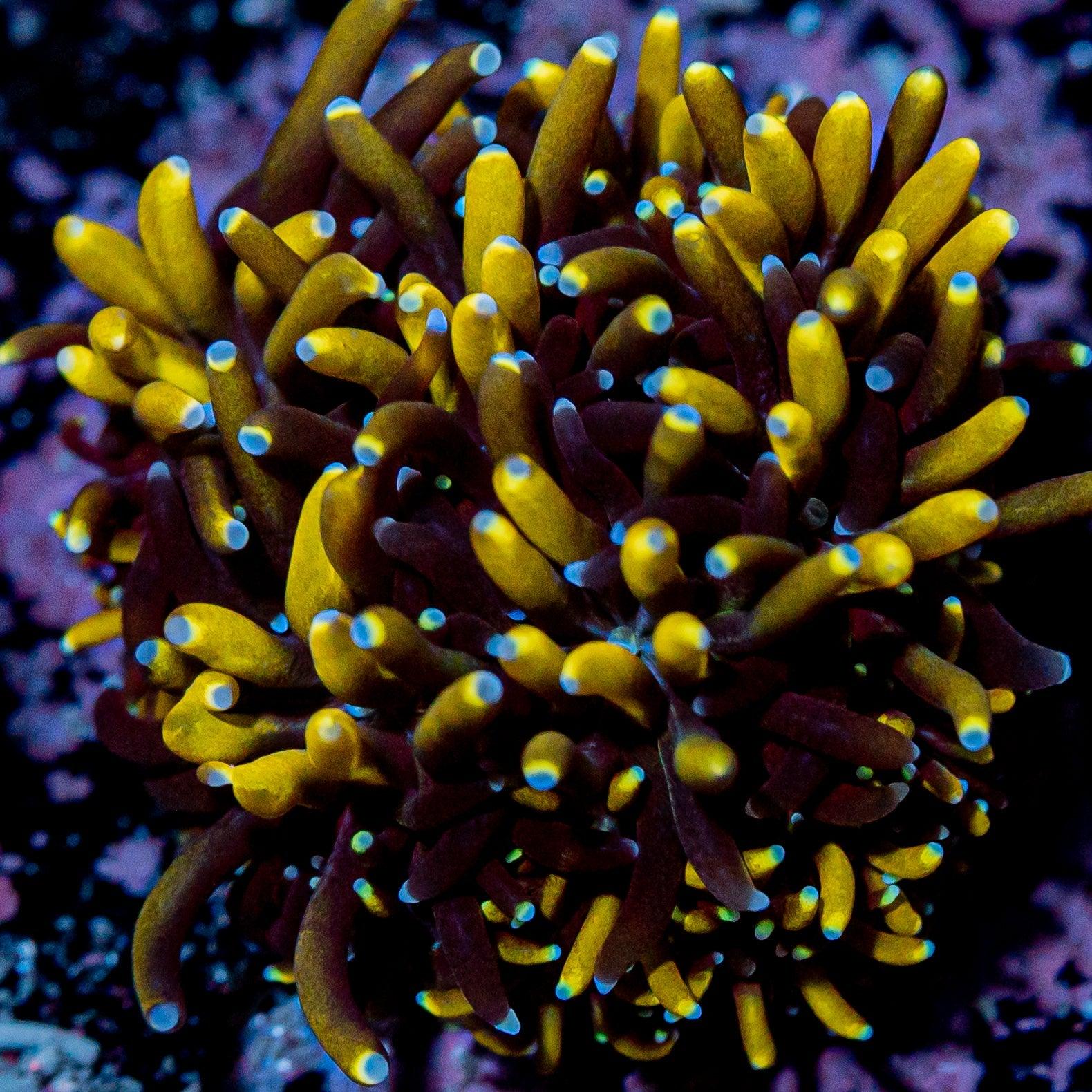 RTA Great Golden Galaxea - riptide aquaculture llc