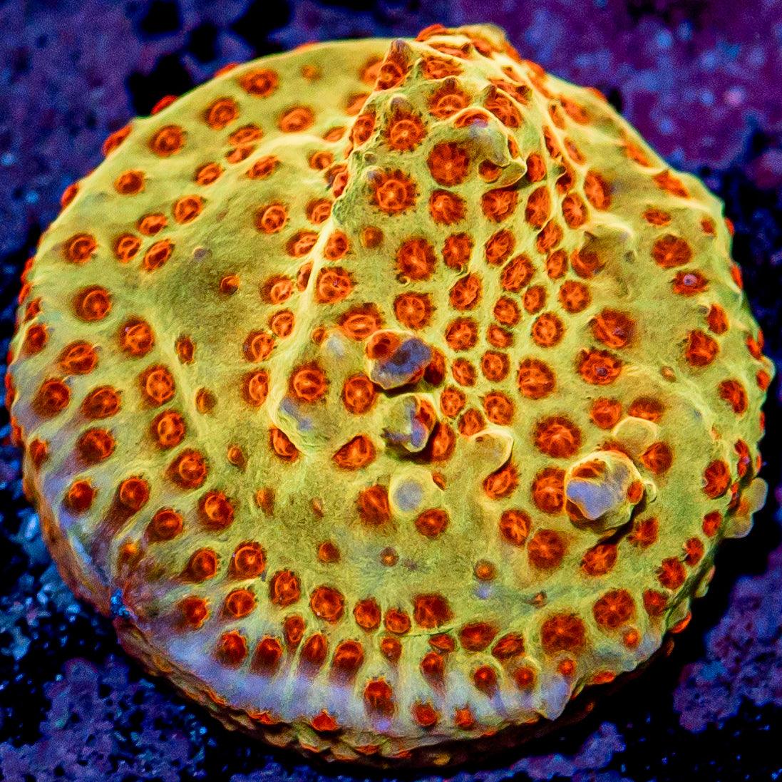 Jason Fox Burning Bannana Stylo - riptide aquaculture llc