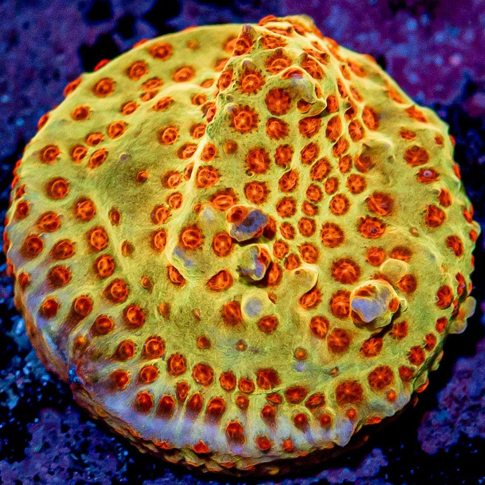 Jason Fox Burning Bannana Stylo - riptide aquaculture llc