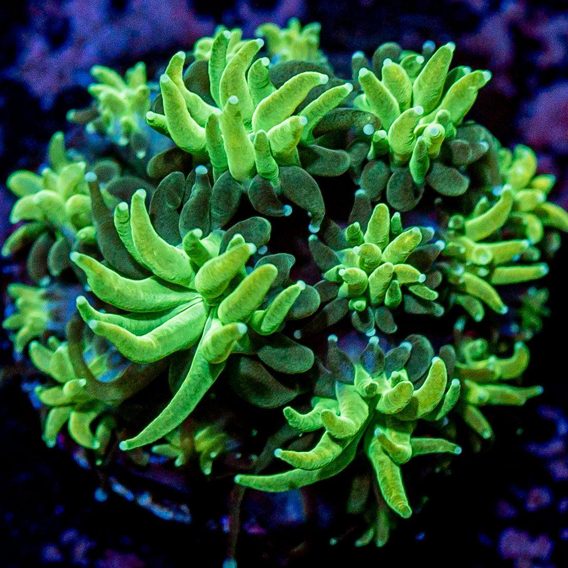 Neon Green Galaxea - riptide aquaculture llc