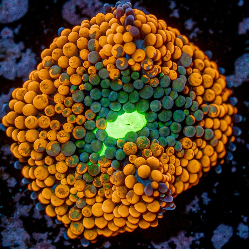 Orange Florida Ricordea Mushroom - riptide aquaculture llc