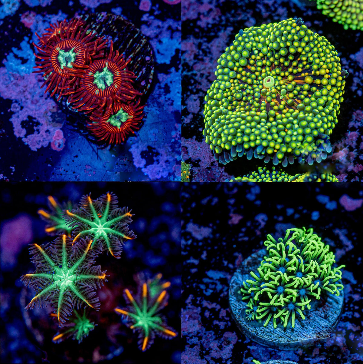 Coral Starter Pack #2 - riptide aquaculture llc