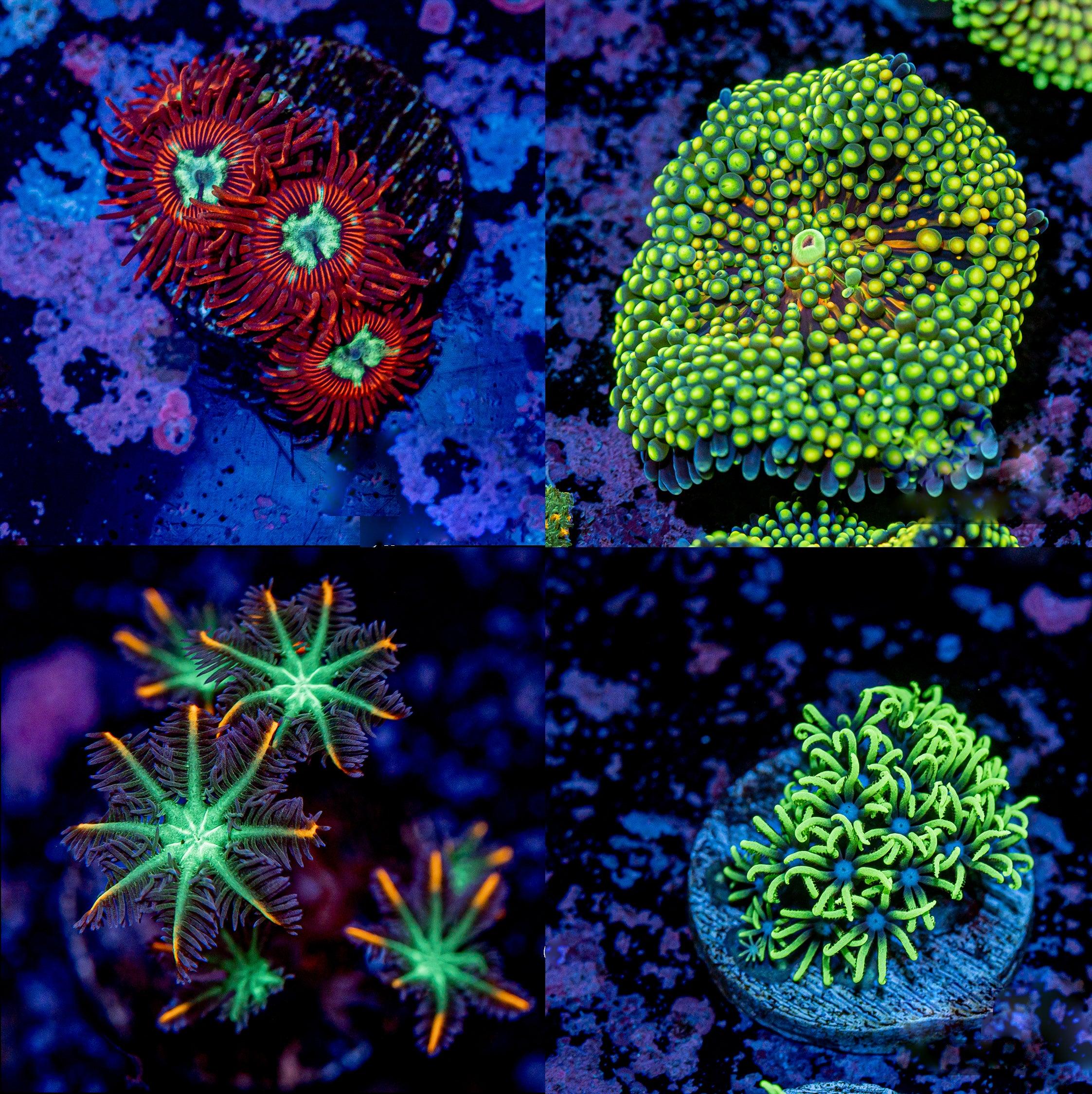 Coral Starter Pack #2 - riptide aquaculture llc