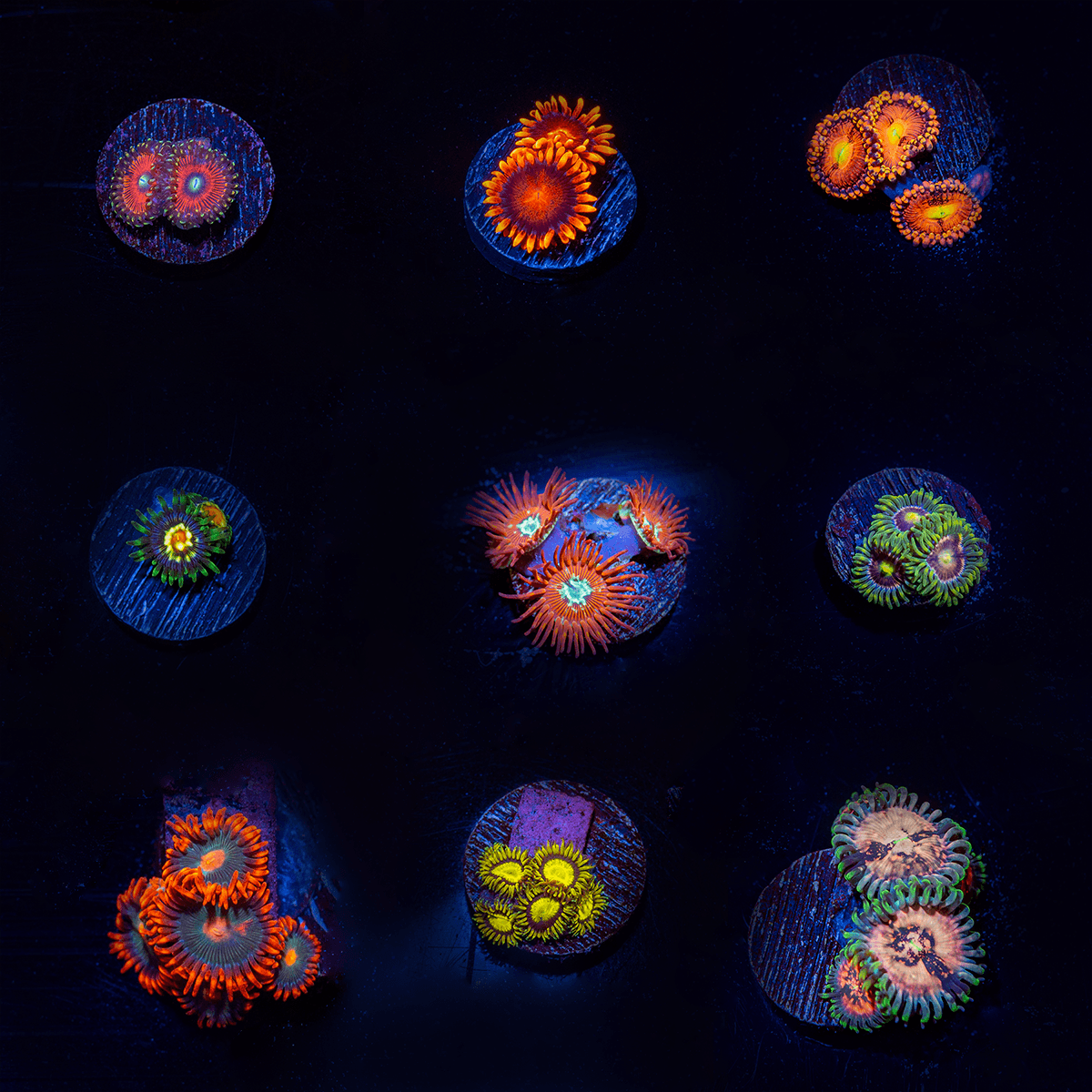 9 Piece Zoanthid - Soft Coral Starter Pack - riptide aquaculture llc