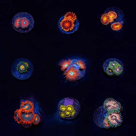9 Piece Zoanthid - Soft Coral Starter Pack - riptide aquaculture llc